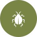 Rodent & Insect Pest Control | GreenLeaf Pest Control