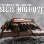 Tips to rid of insects | GreenLeaf Pest Control