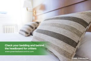 , The 5 Most Common Pests in Toronto