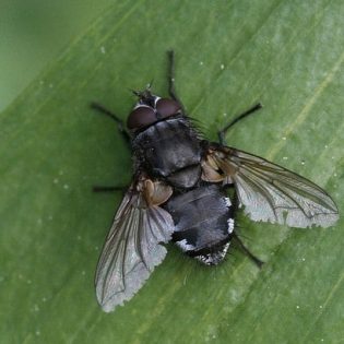 Get rid of Cluster fly | GreenLeaf Pest Control