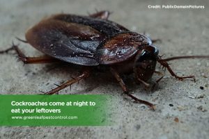 , The 5 Most Common Pests in Toronto