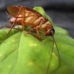 Pest Services Bradford | GreenLeaf Pest Control