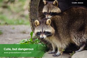 , The 5 Most Common Pests in Toronto