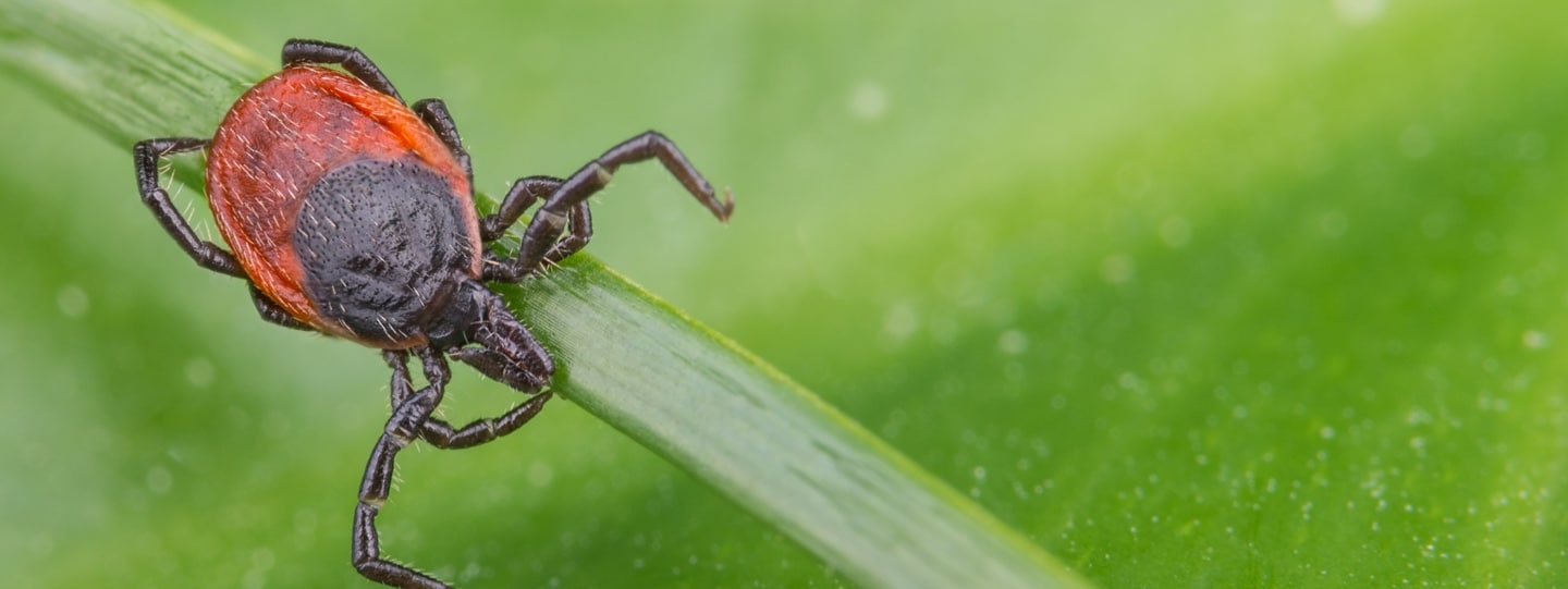 Tick & tips removal