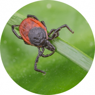 Tick Identification & Removal Services in Toronto