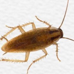 Get Rid of Cockroaches | GreenLeaf Pest Control