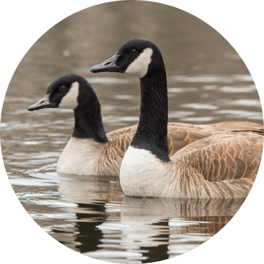 Commercial Goose Control | GreenLeaf Pest Control