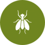 Get rid of flies | GreenLeaf Pest Control Toronto