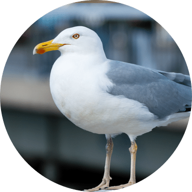 Gulls Removal Toronto | GreenLeaf Pest Control