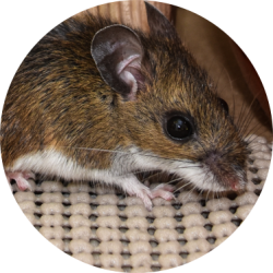 House Mice Removal Toronto | GreenLeaf Pest Control