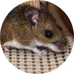 House Mouse Control | GreenLeaf Pest Control House Mice Removal Toronto | GreenLeaf Pest Control