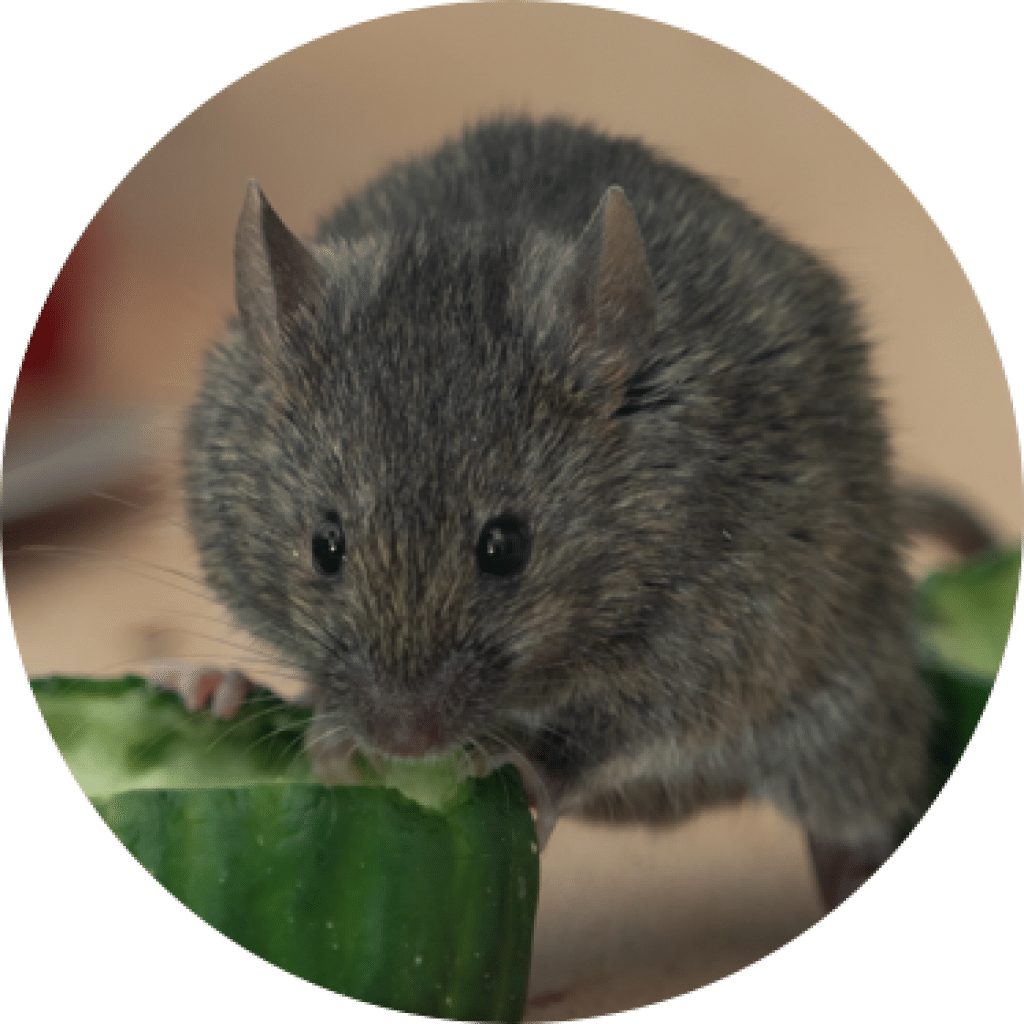 House mouse removal | GreenLeaf Pest Control