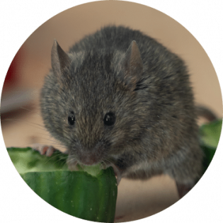 Get rid of house mouse | GreenLeaf Pest Control House mouse removal | GreenLeaf Pest Control