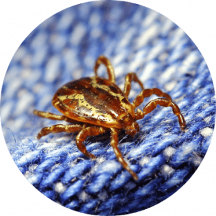 Tick Removal Services | GreenLeaf Pest Control