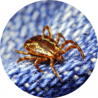 Lone Star Tick Removal | GreenLeaf Pest Control Tick Removal Services | GreenLeaf Pest Control