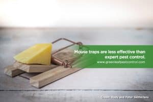 , The 5 Most Common Pests in Toronto