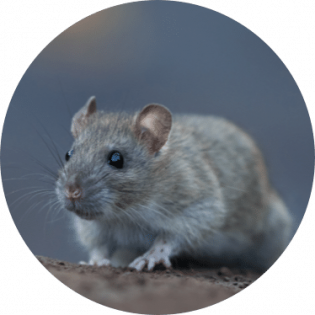Norway Rat control | GreenLeaf Pest Control Norway rat removal | GreenLeaf Pest Control