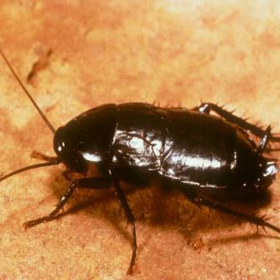 How to get rid of cockroaches | GreenLeaf Pest Control