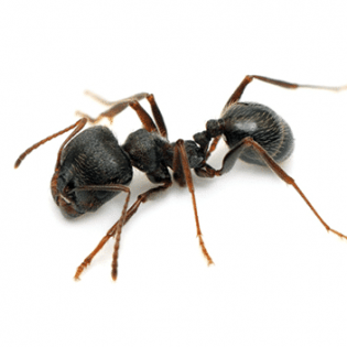 Pavement Ants Control | GreenLeaf Pest control Get Rid of Ants Today | GreenLeaf Pest Control