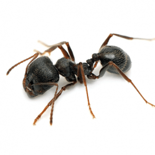 Get Rid of Ants Today | GreenLeaf Pest Control