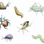 Pest Control near me | GreenLeaf Pest Control