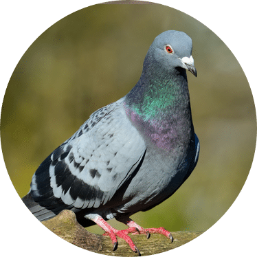 Tips and Prevention from Pigeons | GreenLeaf Pest Control
