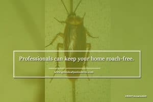 , Keep Cockroaches Out: Top Tips to Avoid Infestation