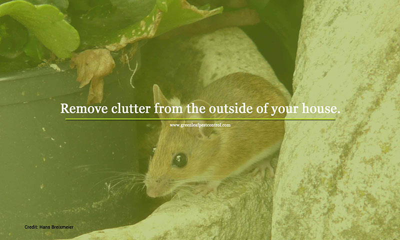 Mouse Removal, Tips for Mouse Season: How to Prevent Infestation