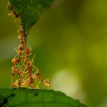 Ant Removal Toronto & the GTA | GreenLeaf Pest Control