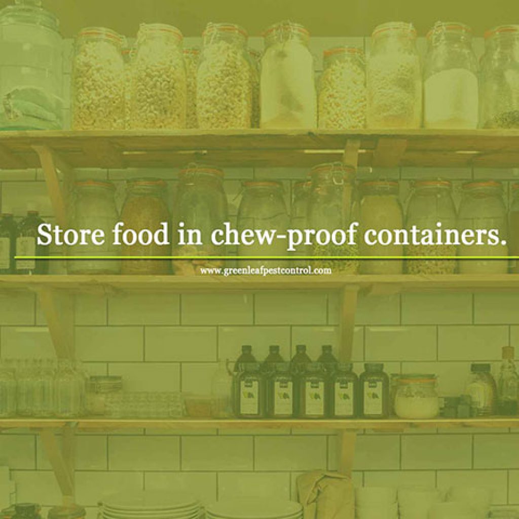 Tips for Mouse Season How to Prevent Infestation