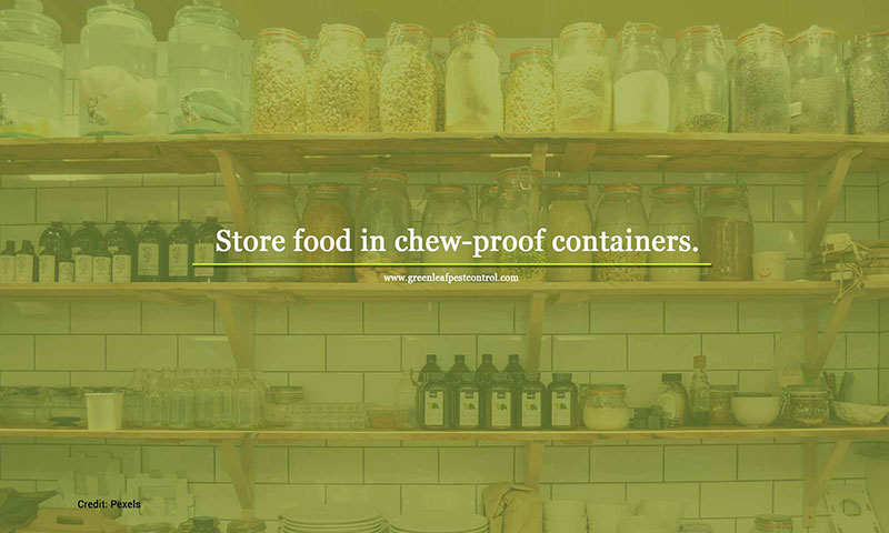 Mouse Removal, Tips for Mouse Season: How to Prevent Infestation