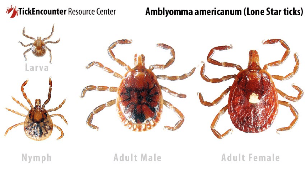 Tick Removal Services | Pest Control Technician