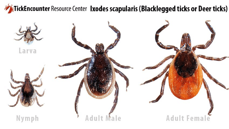 Tick Control with GreenLeaf Pest Control