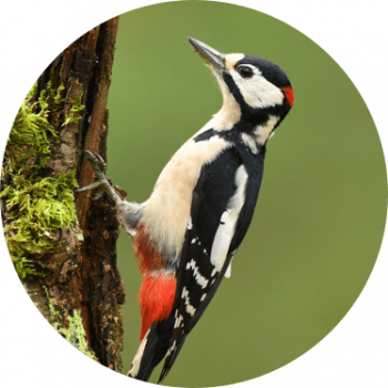 woodpecker woodpecker