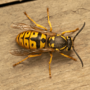 Wasps & Bees Control | GreenLeaf Pest Control