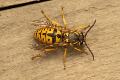 Wasps Removal, Wasps Are Serious in Toronto – How To Keep Them Away