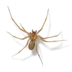House Spider Removal | GreenLeaf Pest Control