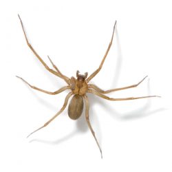 House Spider Control in Toronto | GreenLeaf Pest Control House Spider Removal | GreenLeaf Pest Control