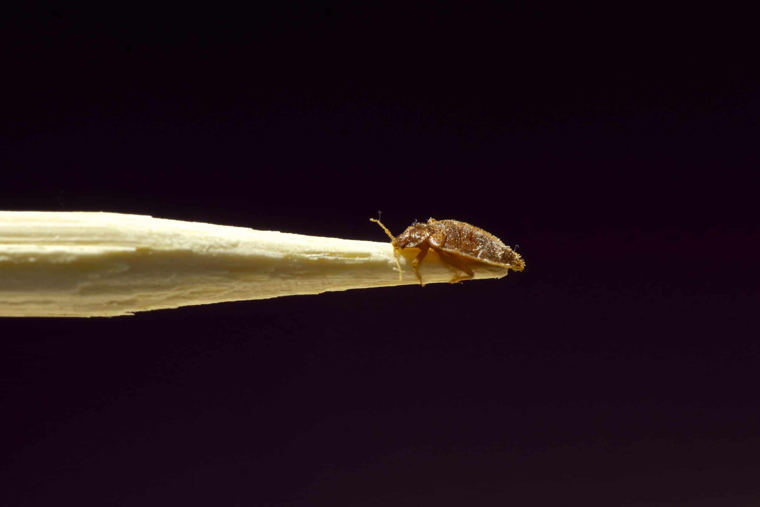 Toronto Bed Bug Pest Control