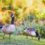 Goose Control | GreenLeaf Pest Control Services