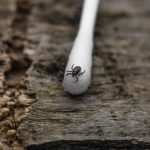 Toronto's Blacklegged Tick Control | GreenLeaf Pest Control