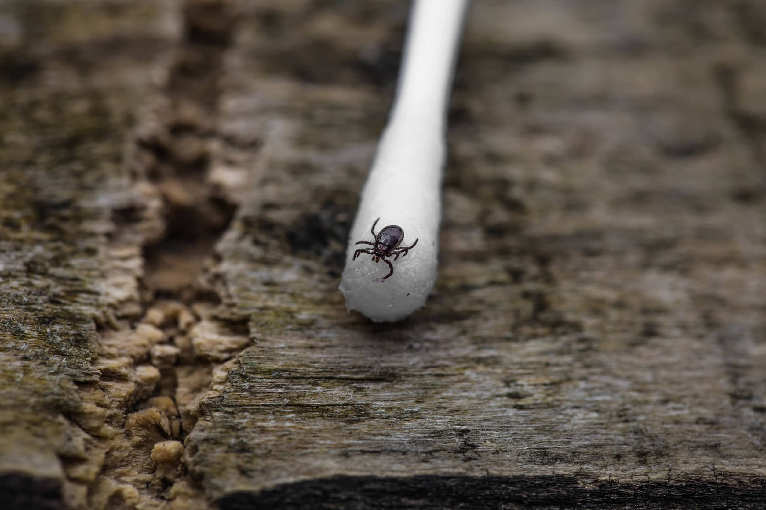 Toronto's Blacklegged Tick Surveillance Says They're Taking Up Residence