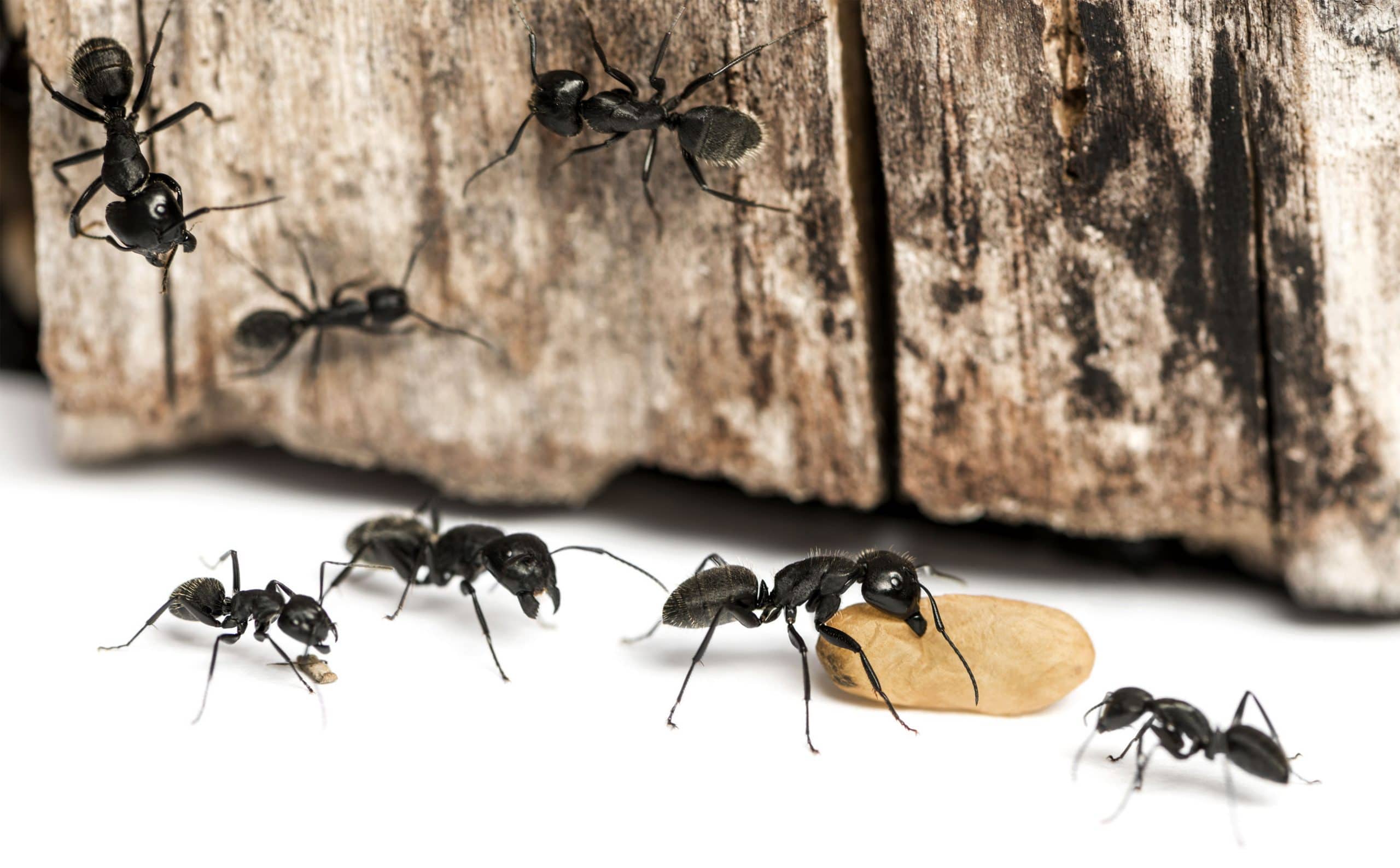 Toronto Carpenter Ant Control and Removal