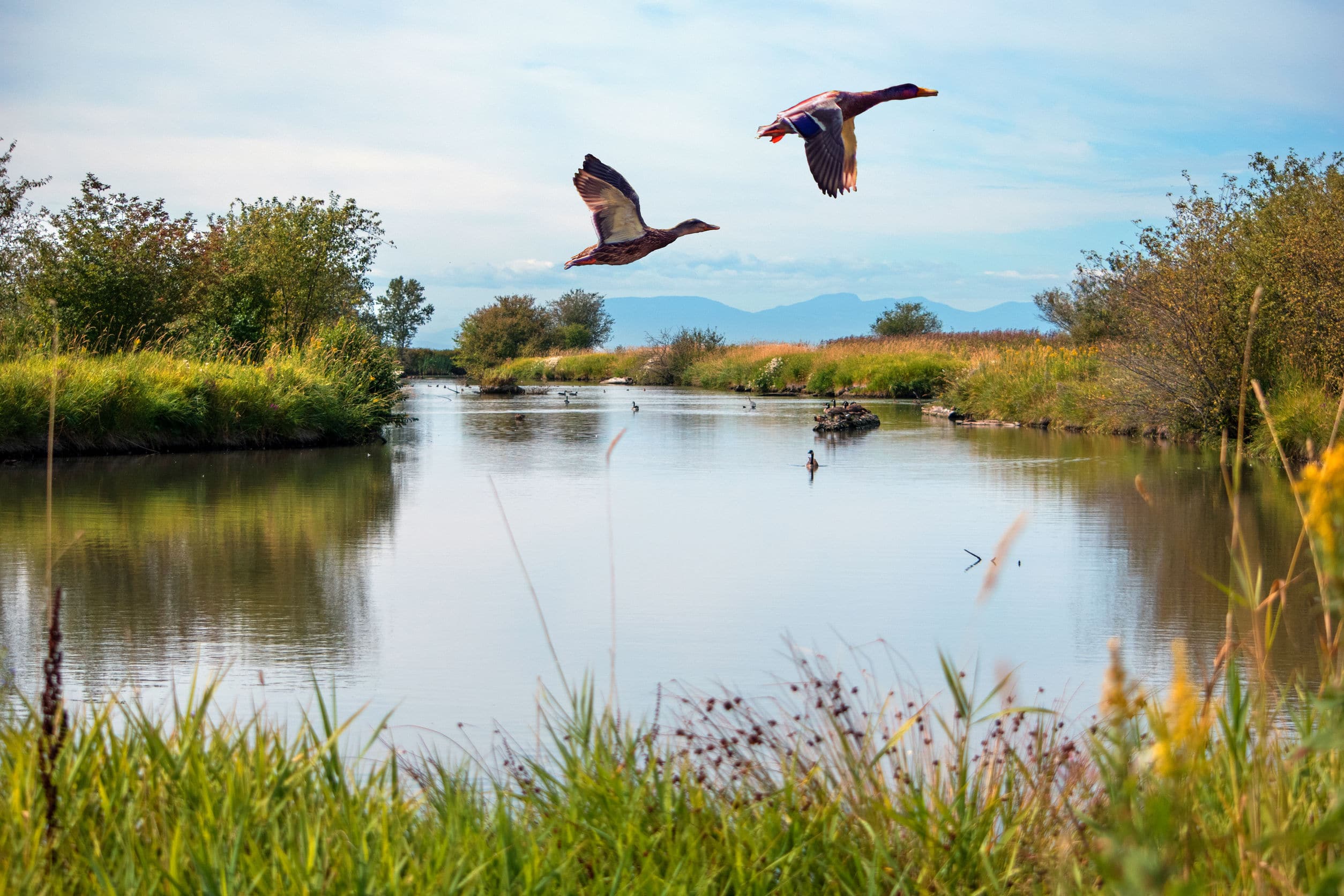 Toronto Geese Management & Control