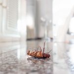 House inspection for pests in Toronto