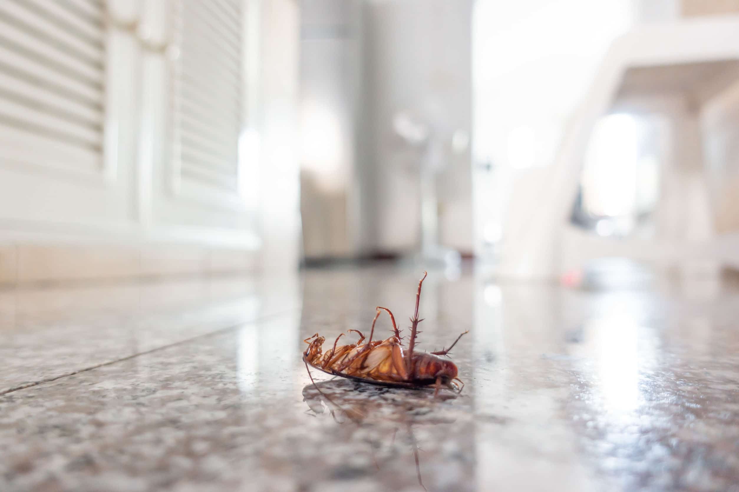 House inspection for pests in Toronto