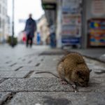 Norway Rats Extermination | GreenLeaf Pest Control