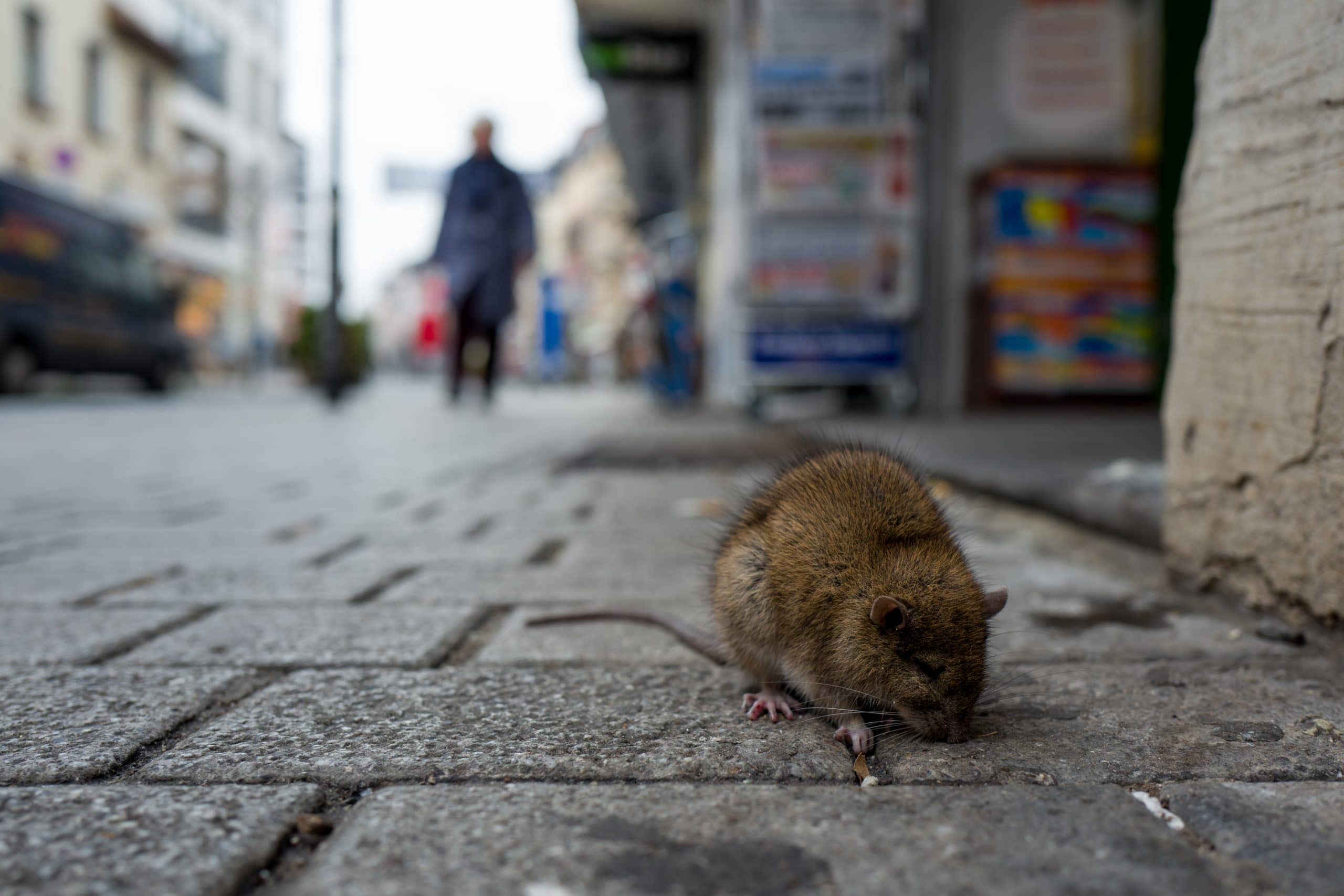 While Business Owners are Away, the Norway Rats Will...Infest