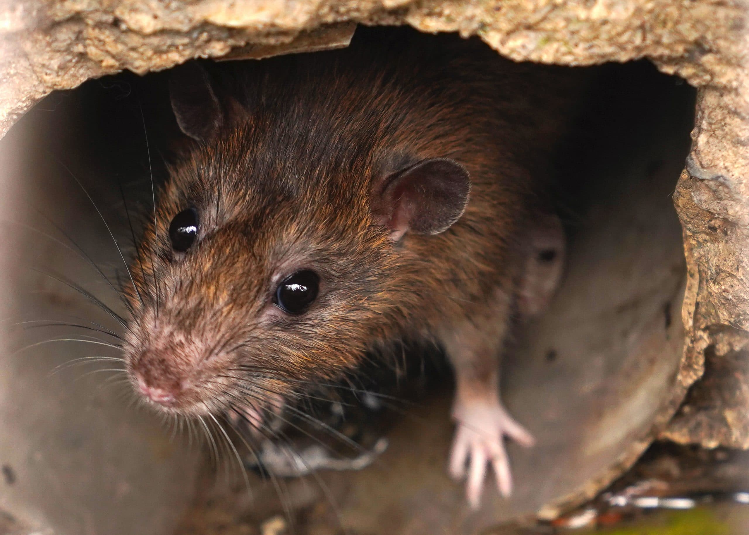 Toronto Rat Extermination Services