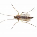 Tips to Your Midge Problem